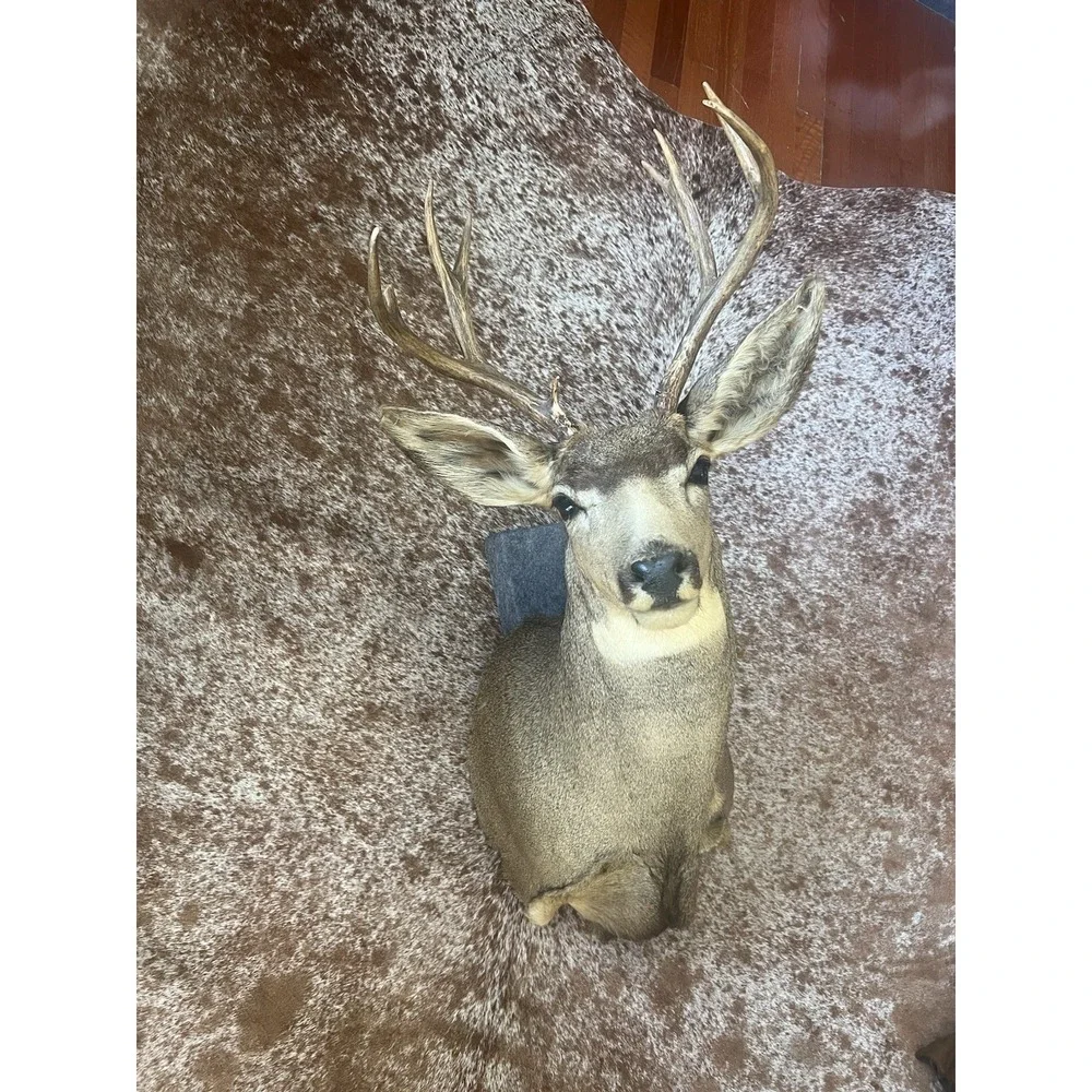 Montana Mule Deer Taxidermy Shoulder Mount For Sale
